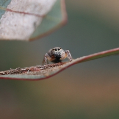 Opisthoncus sexmaculatus (Six-marked jumping spider) at Wodonga - 12 Aug 2022 by KylieWaldon