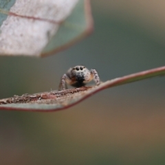 Opisthoncus sexmaculatus (Six-marked jumping spider) at Wodonga - 12 Aug 2022 by KylieWaldon