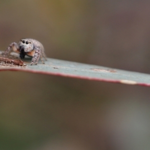 Opisthoncus sexmaculatus at Wodonga, VIC - 12 Aug 2022