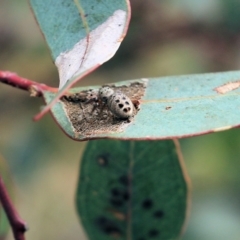 Opisthoncus sexmaculatus at Wodonga, VIC - 12 Aug 2022