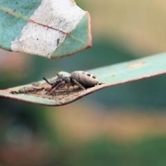 Opisthoncus sexmaculatus at Wodonga, VIC - 12 Aug 2022