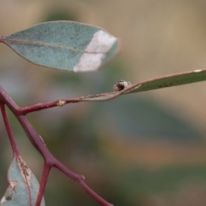 Opisthoncus sexmaculatus at Wodonga, VIC - 12 Aug 2022