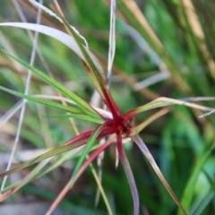 Unidentified Rush, Sedge or Mat Rush at Moruya, NSW - 12 Aug 2022 by LisaH