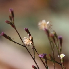 Symphyotrichum subulatum (Wild Aster, Bushy Starwort) at Broulee Moruya Nature Observation Area - 12 Aug 2022 by LisaH