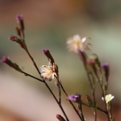 Symphyotrichum subulatum (Wild Aster, Bushy Starwort) at Moruya, NSW - 12 Aug 2022 by LisaH