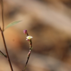 Symphyotrichum subulatum at Moruya, NSW - suppressed