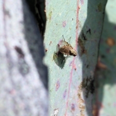 Unidentified True fly (Diptera) at WREN Reserves - 12 Aug 2022 by KylieWaldon