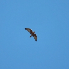Circus approximans (Swamp Harrier) at Moruya, NSW - 12 Aug 2022 by LisaH