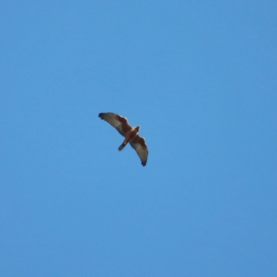 Circus approximans (Swamp Harrier) at Broulee Moruya Nature Observation Area - 12 Aug 2022 by LisaH