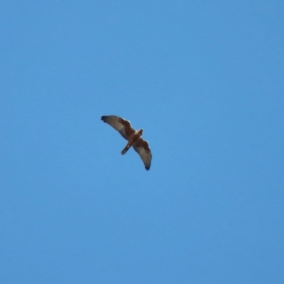 Circus approximans (Swamp Harrier) at Moruya, NSW - 12 Aug 2022 by LisaH