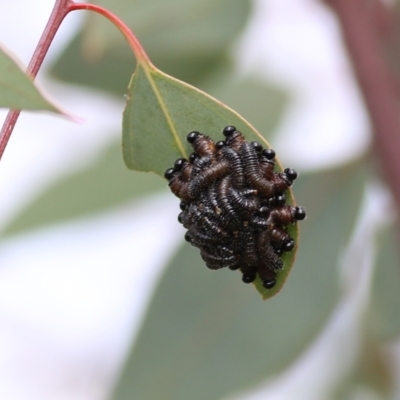 Perginae sp. (subfamily) (Unidentified pergine sawfly) at Wodonga, VIC - 12 Aug 2022 by KylieWaldon