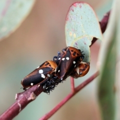 Eurymela fenestrata (Gum tree leafhopper) at Wodonga, VIC - 12 Aug 2022 by KylieWaldon
