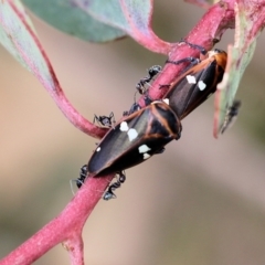 Eurymela fenestrata at Wodonga, VIC - 12 Aug 2022 12:57 PM