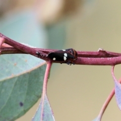 Eurymela fenestrata at Wodonga, VIC - 12 Aug 2022 12:57 PM