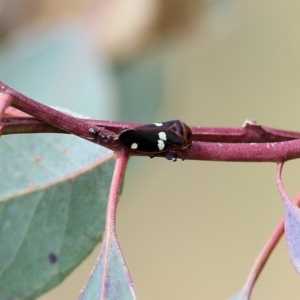 Eurymela fenestrata at Wodonga, VIC - 12 Aug 2022 12:57 PM