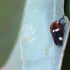 Eurymela fenestrata at Wodonga, VIC - 12 Aug 2022