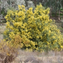 Acacia dealbata subsp. dealbata (Silver Wattle) at Wodonga - 12 Aug 2022 by KylieWaldon