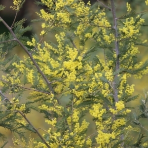 Acacia dealbata subsp. dealbata at Wodonga, VIC - 12 Aug 2022