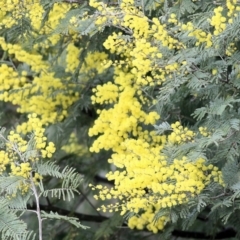 Acacia dealbata subsp. dealbata at Wodonga, VIC - 12 Aug 2022