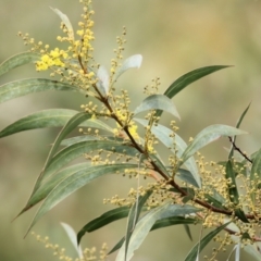 Acacia rubida (Red-stemmed Wattle, Red-leaved Wattle) at WREN Reserves - 12 Aug 2022 by KylieWaldon