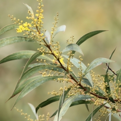 Acacia rubida (Red-stemmed Wattle, Red-leaved Wattle) at Wodonga, VIC - 12 Aug 2022 by KylieWaldon