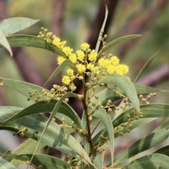 Acacia rubida at Wodonga, VIC - 12 Aug 2022