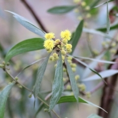 Acacia verniciflua (Varnish Wattle) at WREN Reserves - 12 Aug 2022 by KylieWaldon