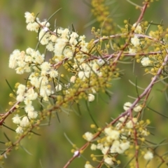 Acacia genistifolia (Early Wattle) at Wodonga, VIC - 12 Aug 2022 by KylieWaldon