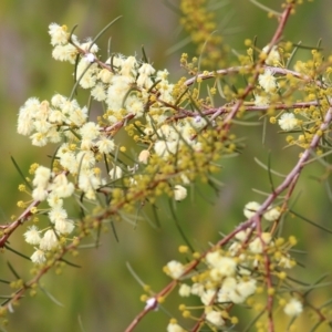 Acacia genistifolia at Wodonga, VIC - 12 Aug 2022