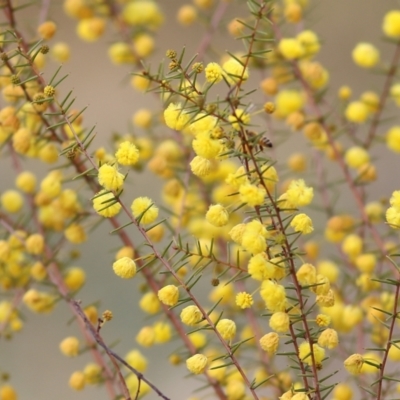 Acacia ulicifolia (Prickly Moses) at Wodonga, VIC - 12 Aug 2022 by KylieWaldon