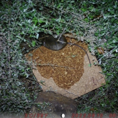 Rattus rattus (Black Rat) at Australian National University - 9 Aug 2022 by Qingyang