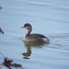 Poliocephalus poliocephalus (Hoary-headed Grebe) at Wagga Wagga, NSW - 26 May 2018 by Liam.m
