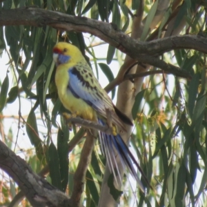 Platycercus elegans flaveolus at Wagga Wagga, NSW - suppressed