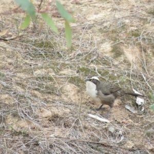 Pomatostomus superciliosus at Moorong, NSW - 27 May 2018