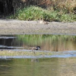 Erythrogonys cinctus at Wagga Wagga, NSW - 14 Oct 2018