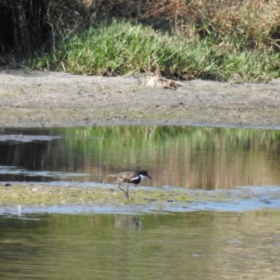 Erythrogonys cinctus (Red-kneed Dotterel) at Wagga Wagga, NSW - 14 Oct 2018 by Liam.m