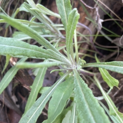 Senecio phelleus (Rock Fireweed) at Aranda Bushland - 13 Aug 2022 by lbradley