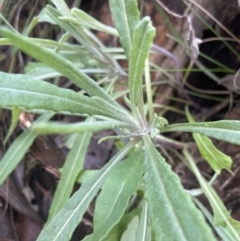 Senecio phelleus (Rock Fireweed) at Cook, ACT - 13 Aug 2022 by lbradley