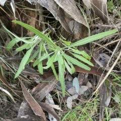Senecio phelleus at Cook, ACT - 13 Aug 2022