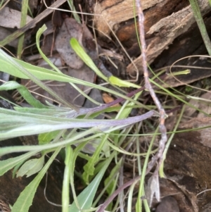 Senecio phelleus at Cook, ACT - 13 Aug 2022