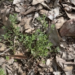Gonocarpus tetragynus (Common Raspwort) at Aranda Bushland - 13 Aug 2022 by lbradley