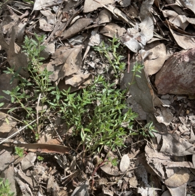 Gonocarpus tetragynus (Common Raspwort) at Aranda Bushland - 13 Aug 2022 by lbradley