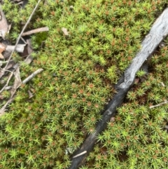 Polytrichaceae sp. (family) (A moss) at Aranda, ACT - 13 Aug 2022 by lbradley