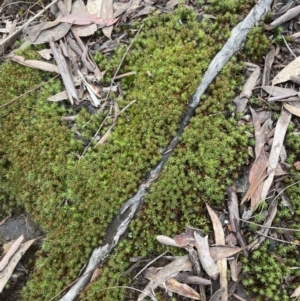 Polytrichaceae sp. (family) at Aranda, ACT - 13 Aug 2022