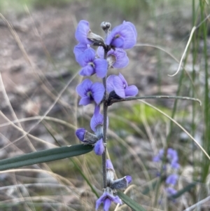 Hovea heterophylla at Aranda, ACT - 13 Aug 2022