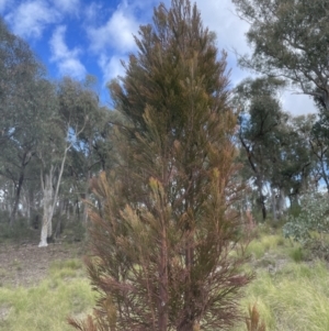 Exocarpos cupressiformis at Aranda, ACT - 13 Aug 2022