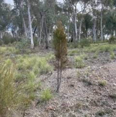 Exocarpos cupressiformis at Aranda, ACT - 13 Aug 2022