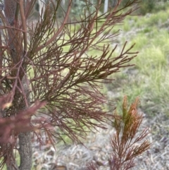 Exocarpos cupressiformis at Aranda, ACT - 13 Aug 2022