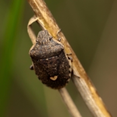 Dictyotus conspicuus (A shield or stink bug) at Murrumbateman, NSW - 13 Aug 2022 by amiessmacro