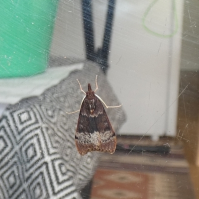 Uresiphita ornithopteralis (Tree Lucerne Moth) at McKellar, ACT - 13 Aug 2022 by Amata